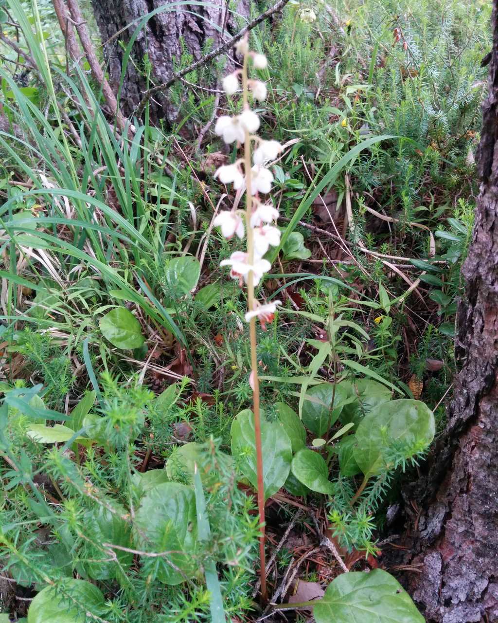 Pyrola...?